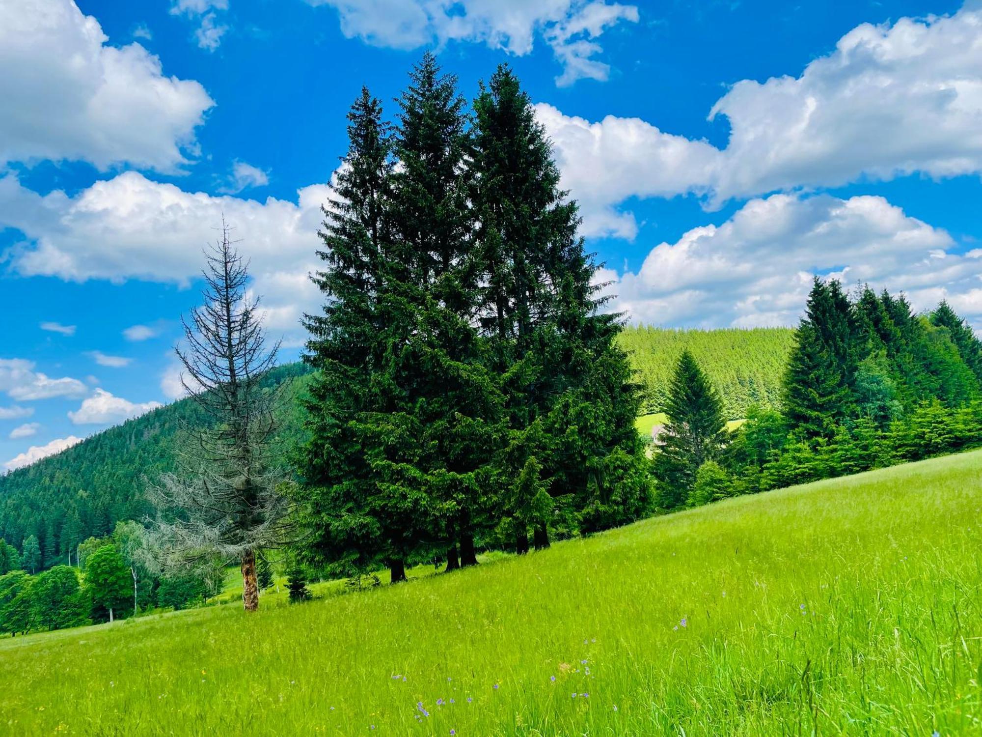 Gorska Cisza - Duzy, Komfortowy, Wyjatkowy Apartament Stronie Śląskie Exteriér fotografie