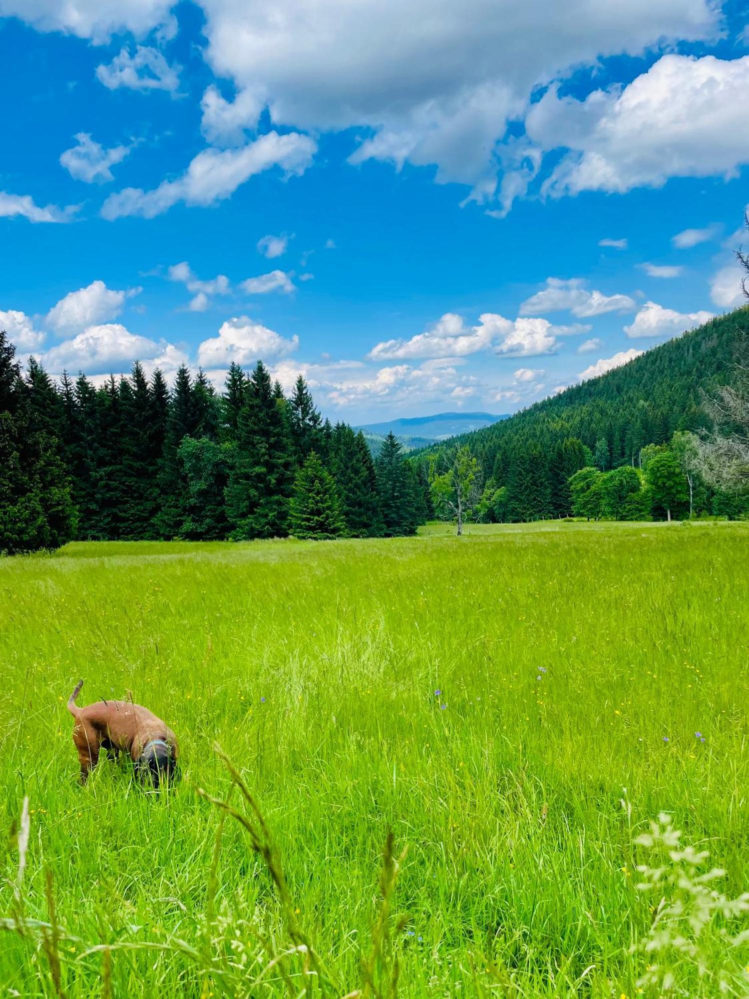 Gorska Cisza - Duzy, Komfortowy, Wyjatkowy Apartament Stronie Śląskie Exteriér fotografie
